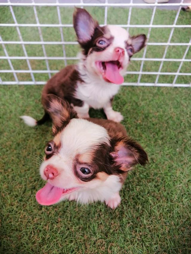 ชิวาว่าเเท้ขนยาว ชายล้วน พร้อมย้าย 10