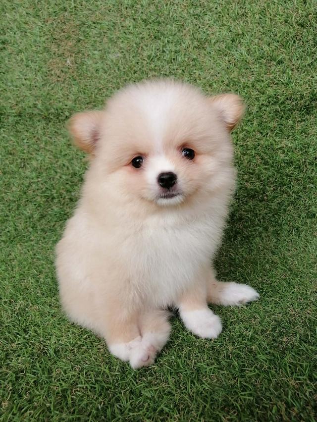 ปอมเเท้ เพศเมีย พร้อมย้าย รูปที่ 7