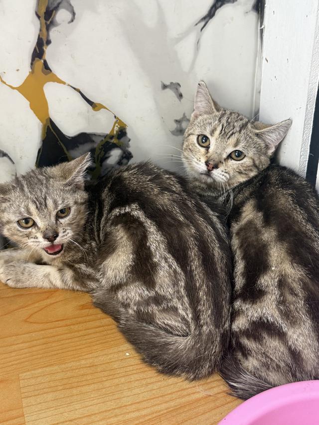 ลูกแมวอเมริกันช็อตแฮร์