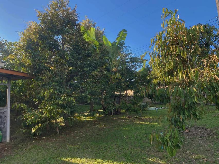 🔥 หลุดจอง! ที่ดิน 6 ไร่ + บ้าน + สวนทุเรียนให้ผลแล้ว (จ.เพชรบูรณ์) 5