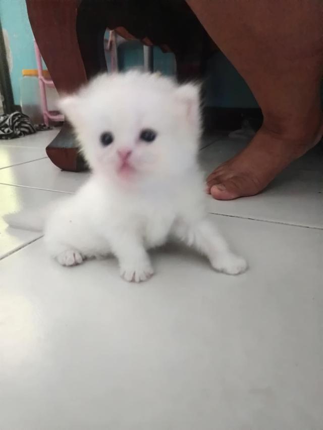 แมวเปอร์เซีย 1
