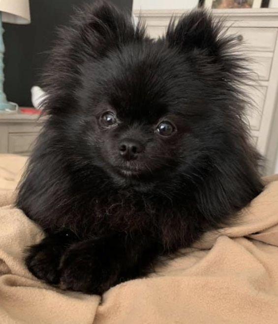 น้องสุนัข ปอมเมอเรเนียน สีดำสุดน่ารัก 1