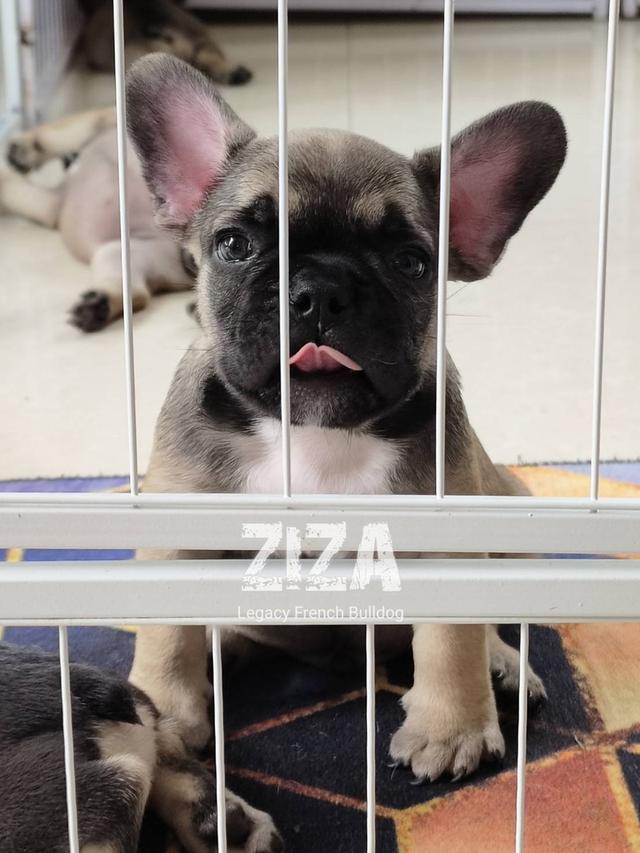 ZIZA สุนัขเฟรนช์บูลด็อก เพศผู้ สีเซเบิล 7
