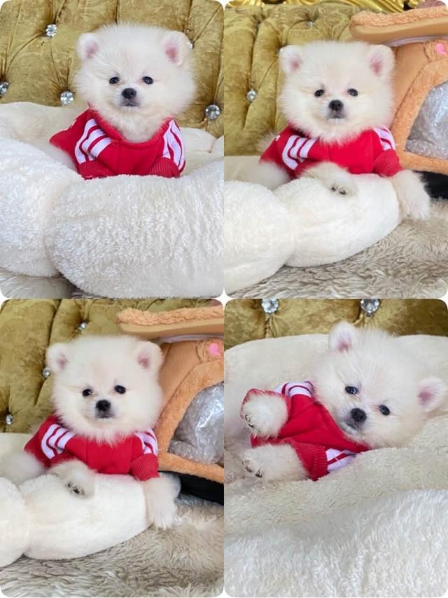 ลูกปอมเมอเรเนียน ทีคัพ อ้วนกลมฟู น่ารัก ทรงสวย พร้อมส่ง รูปที่ 12