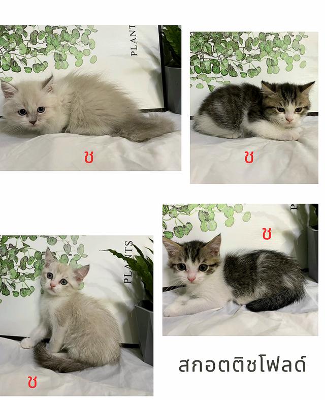สก็อตติชโฟลด์