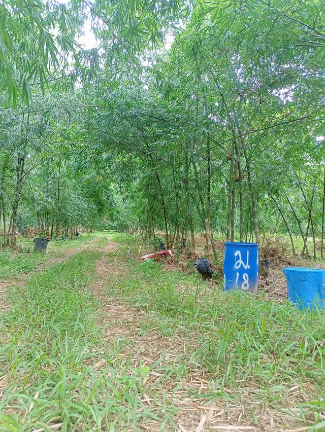 ขายที่ดินทำเลสวยติดเขาใหญ่ใกล้แหล่งท่องเที่ยวติดเขาใหญ่ 8