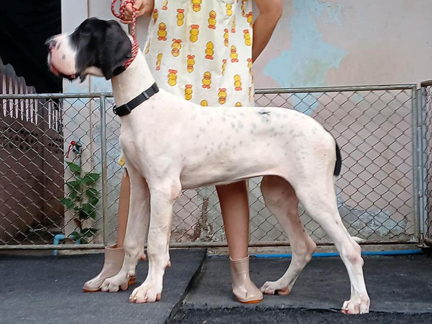 Great dane female for sale เกรทเดนเพศเมียลูกนอก 2