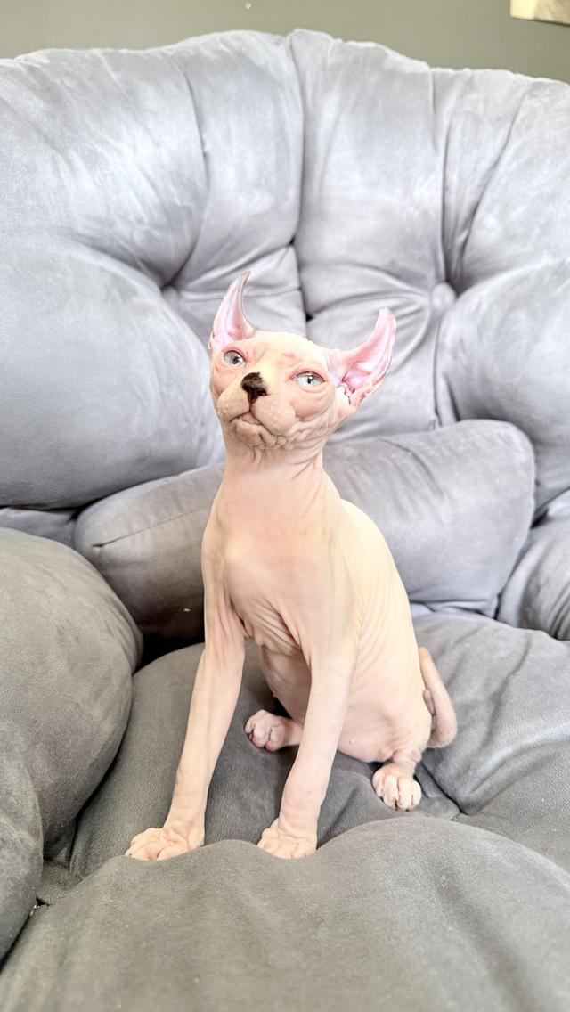 แมว สฟิงซ์ เพศเมีย Sphynx cat รูปที่ 12