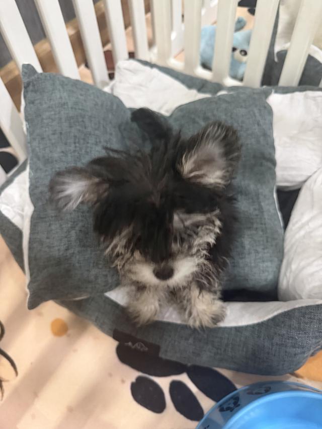 Malteser puppy 4 months from certified breeder