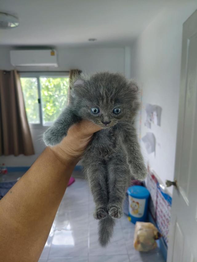 ลูกแมว อเมริกันเคิร์ลผสมบิสติช
