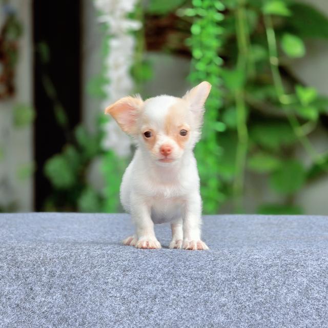 Chihuahuaแท้น้องชูการ์ เพศเมีย