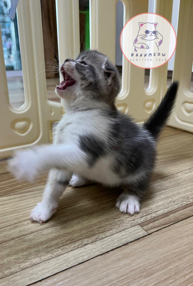 ดช สก็อตติช 7
