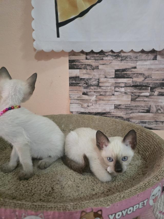 แมววิเชียรมาศพร้อมย้าย รูปที่ 10