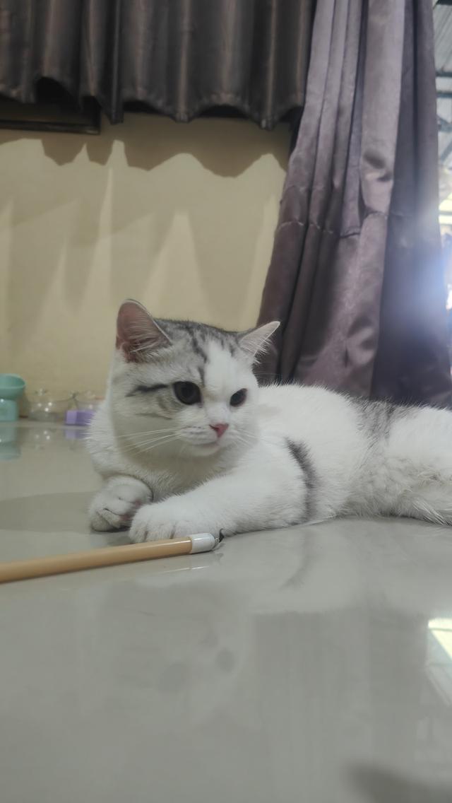 Scottish Fold (boy) 6