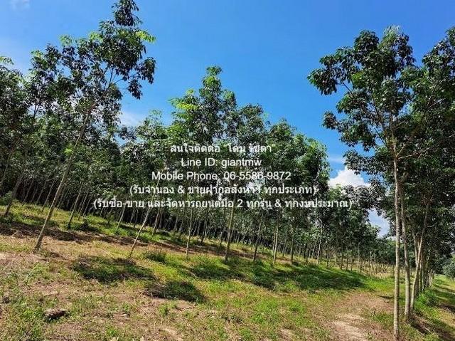 พื้นที่ดิน ขายที่ดินสวนยางพาราแปลงใหญ่ 326-3-5.5 ไร่ (ใกล้ ถ.ชลบุรี-แกลง) ต.เขาซก อ.หนองใหญ่ จ.ชลบุรี ราคา 327 ล้านบาท ( 6