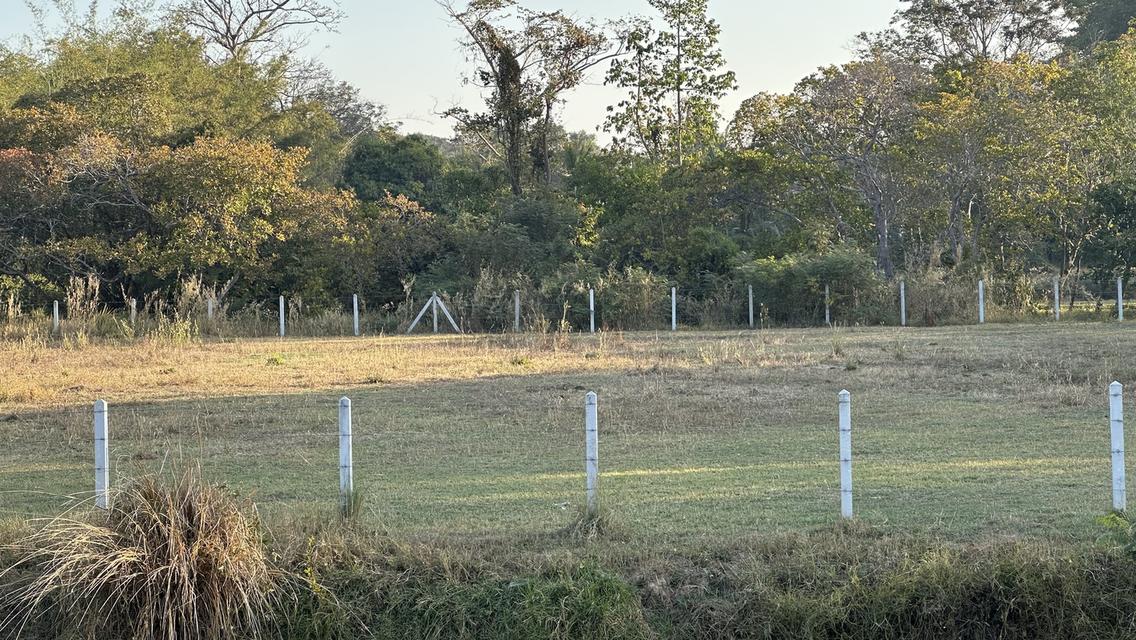 ที่สวยมาก 2ไร่ติดขอบคันอ่างเก็บน้ำลงแม่น้ำมูล ที่ดินหันหน้าหาน้ำ น้ำไฟสะดวก เหมาะทำบ้านสวน รีสอร์ท บ้านหลังเกษียณ หรือทำการเกษตรถนนปูนซ้ายขวาของที่ดิน 10