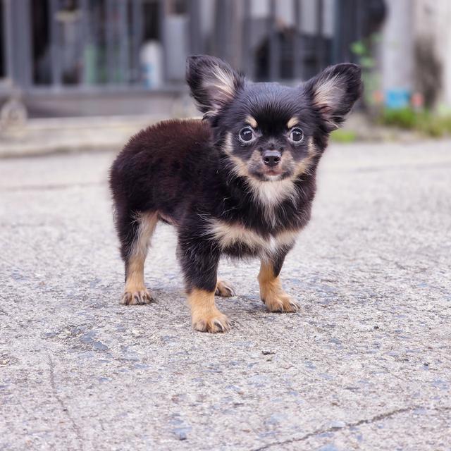 ชิวาวาขนยาวแบล็คแทนเพศผู้พร้อมย้ายบ้านสินสอดเบาๆ