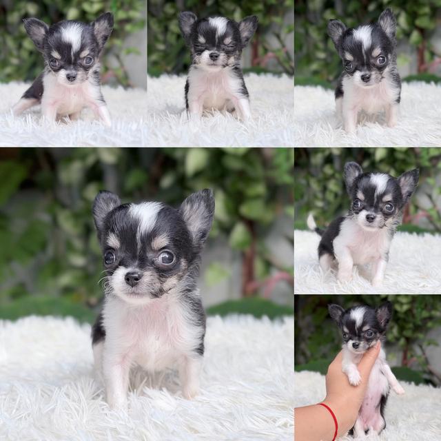 ชิวาวาแท้ ขนยาว เพศเมีย พร้อมย้ายบ้าน