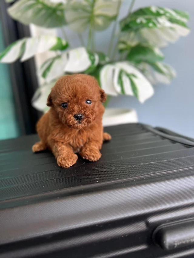 Toy Poodle puppies WhatsApp me : +66 63 826 3042 รูปย่อยที่ 4