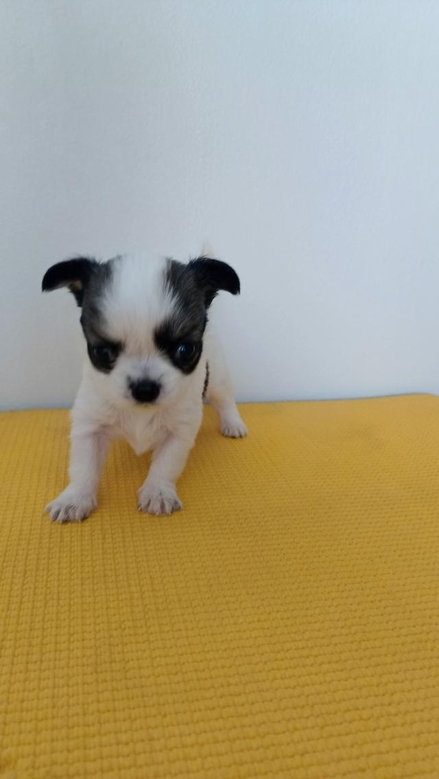 สุนัขชิวาวาแท้ ขาวดำ สุขภาพแข็งแรง รูปที่ 5