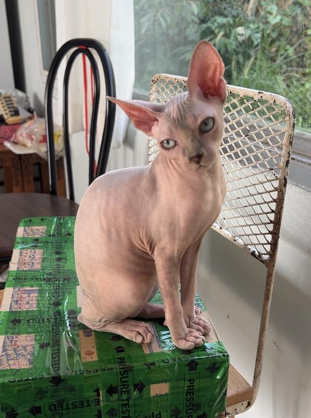 แมวสฟิงซ์ แคนาเดียนสฟิงซ์ เพศเมีย อายุ5เดือน