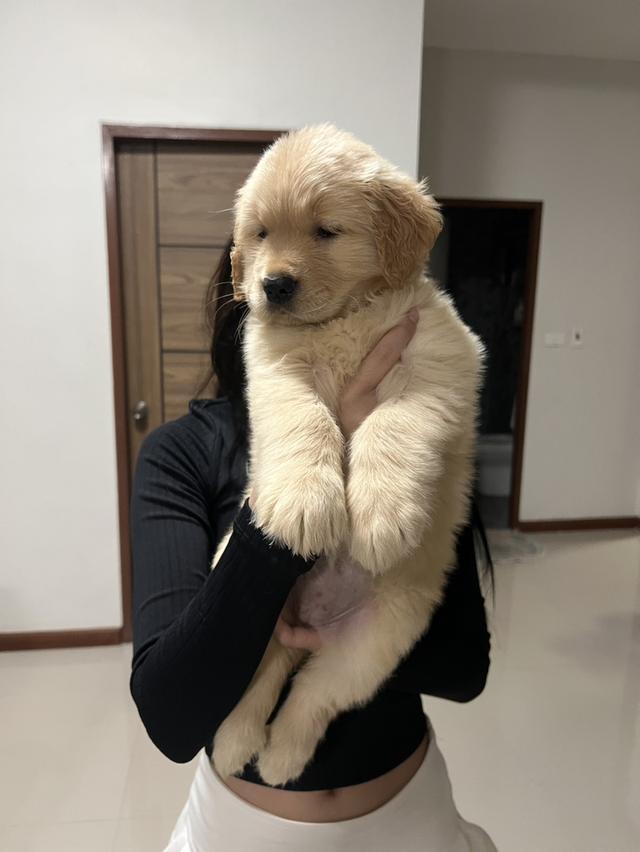 สุนัขโกลเด้นรีทรีฟเวอร์