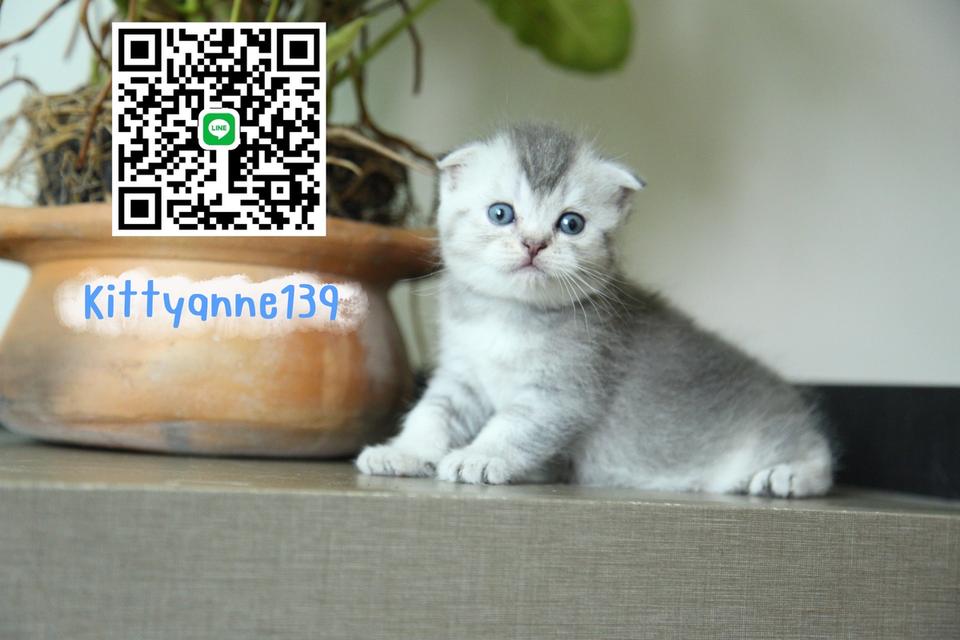 แมวสก็อตติชบริติชแท้