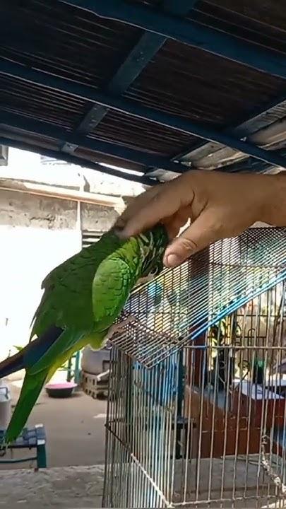 ..นกกรีนชีคคอนัวร์.. รูปย่อยที่ 2