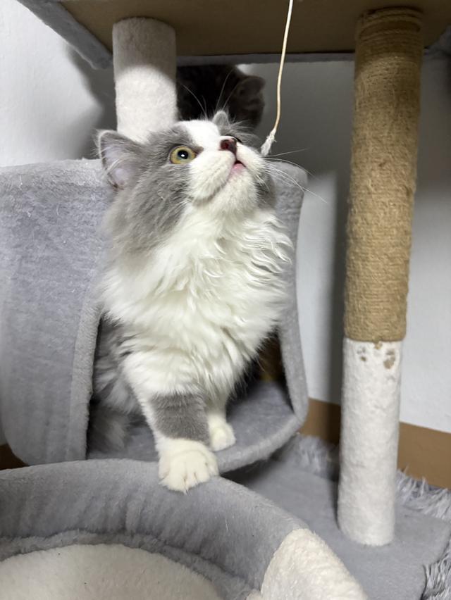 ดช สก็อตติช ลองแฮร์