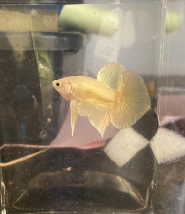 ปลากัดสวยงาม สีทอง เพศผู้ (Betta Gold Male) 2