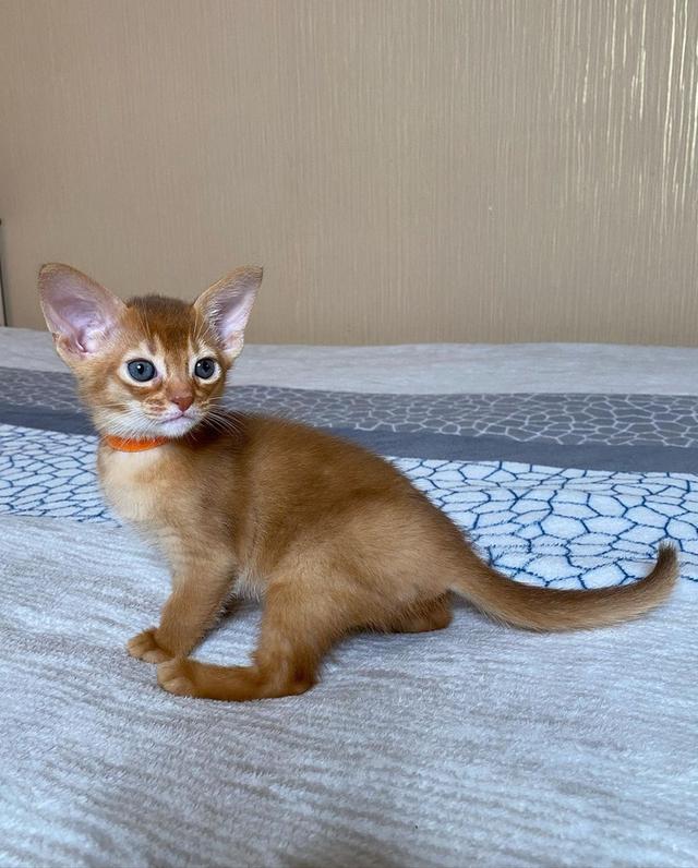 Abyssinian Kittens Ready