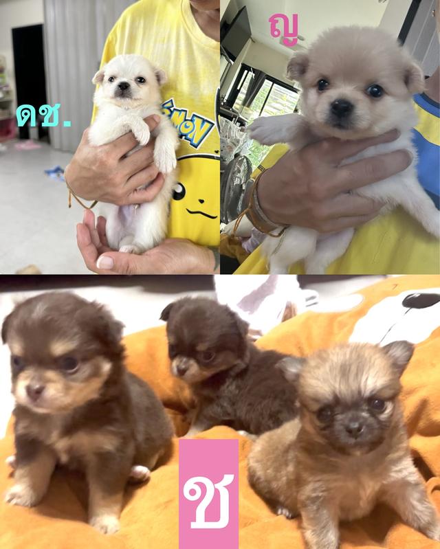 ลูกสุนัข_พันธุ์เล็ก🐾🐶