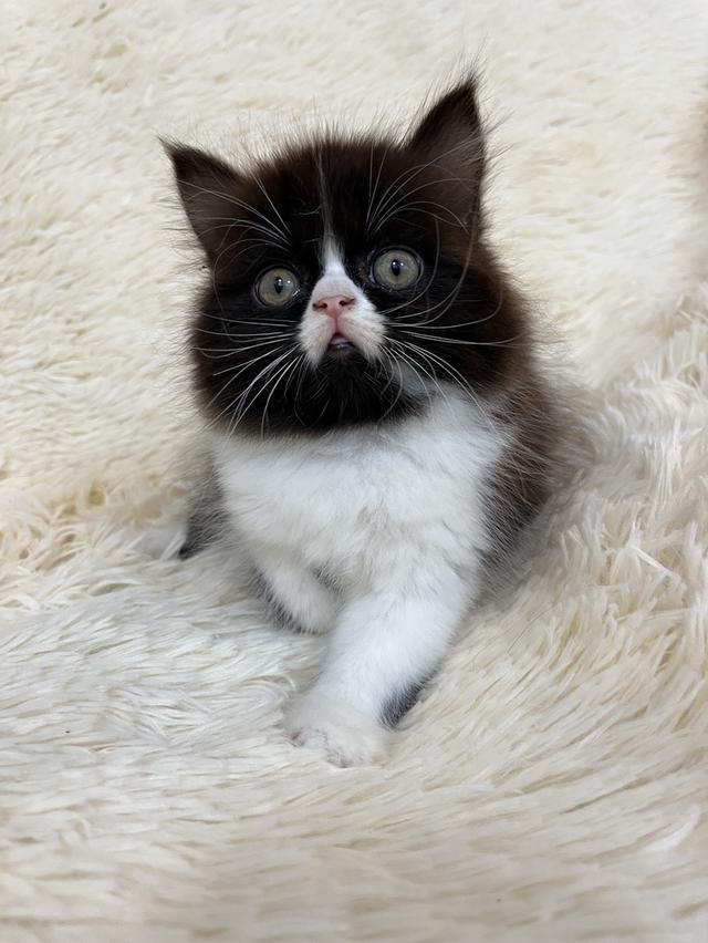 แมวเปอเซีย ดำขาว 🔥🔥🙂🙏