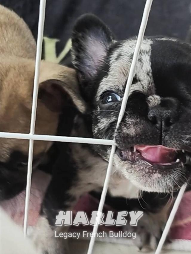 Harley, Exotic French Bulldog, black merle, rare color 8