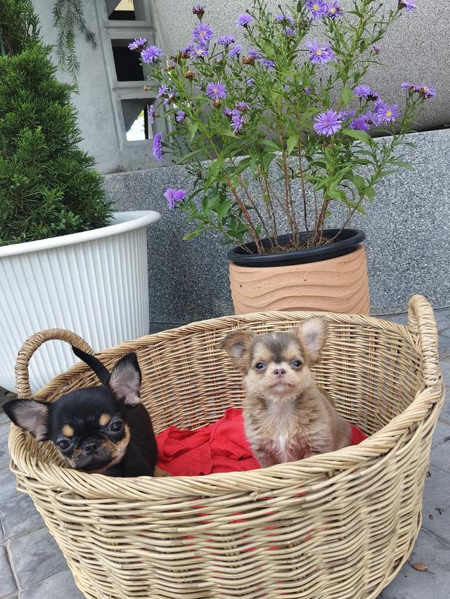 chihuahuaชิวาวาไทยแลนด์เกรดสวยสนใจ0955411084