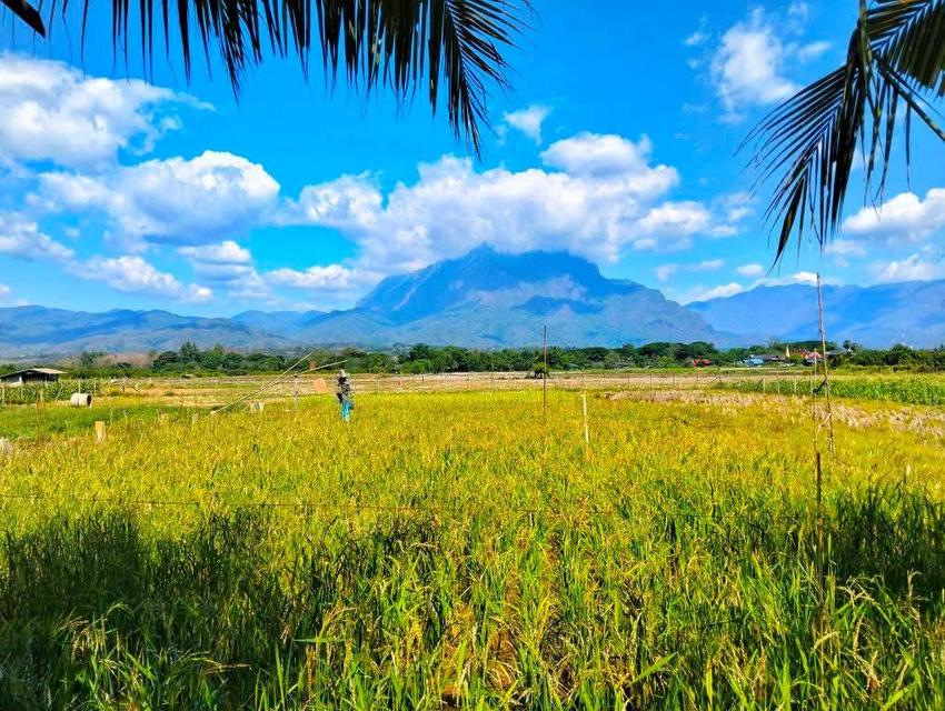 ขายที่ดินวิวดอยหลวงเชียงดาว – ทำเลทอง อ.เชียงดาว จ.เชียงใหม่ 10