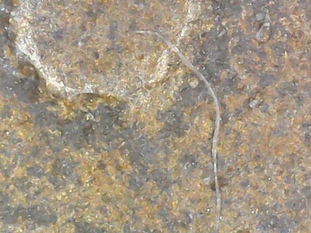 หลวงพ่อกลั่น เสี้ยนตอง 10