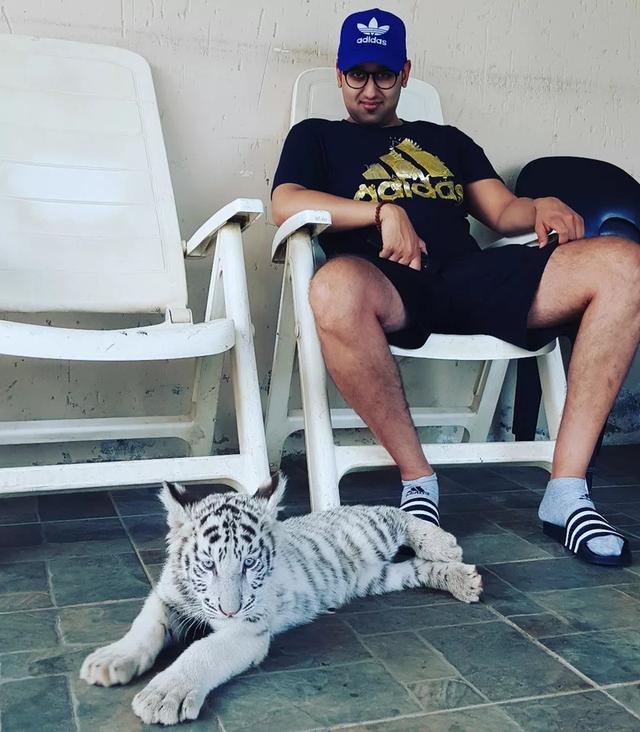 Healthy Tiger Cubs for sale  | WhatsApp me : +66 63 826 3042 รูปที่ 2