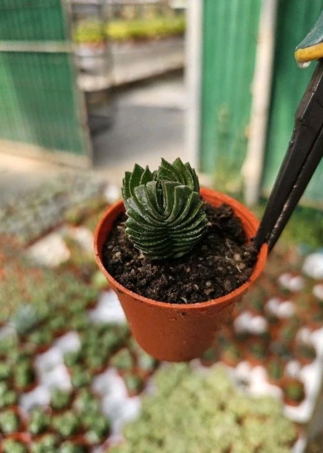 ไม้อวบ Crassula  2