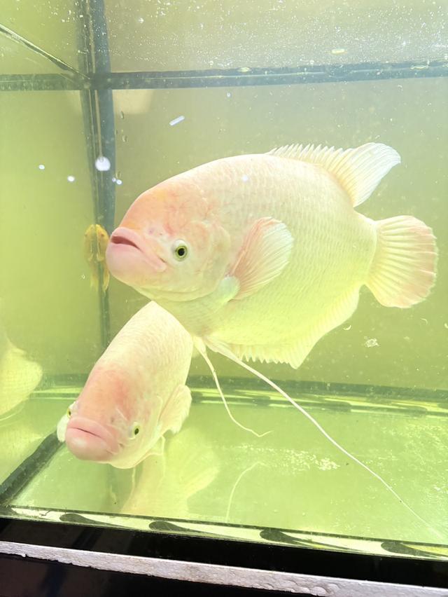 ปลาแรดเผือก ขนาน30cm++