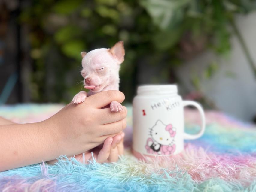 ชิวาวาแท้ ขนสั้นทีคัพ เพศผู้ 6