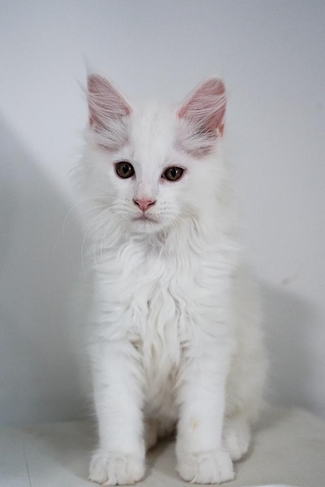 Maincoon แท้ ตัวผู้ และ ตัวเมีย 4