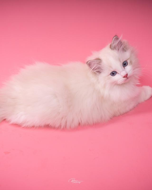 แมวแร็กดอลล์ (Ragdoll) อายุ 4 เดือน รูปที่ 6