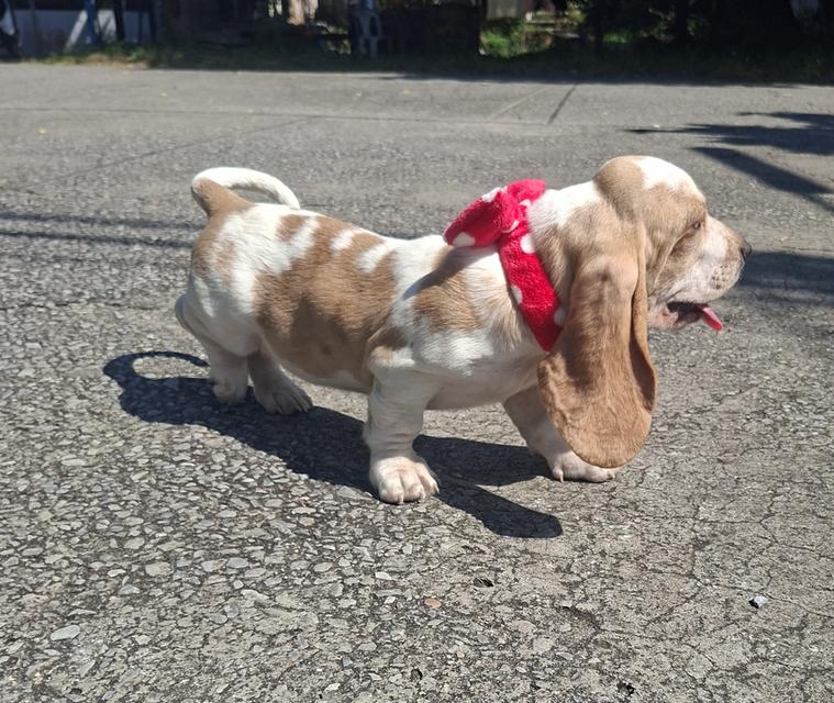 บาสเซ็ตฮาว์ดใบเพ็ดสมาคมพัฒนาพันธุ์สุนัข 2