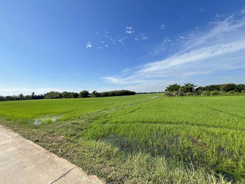 ขายที่ดินหนองบ้ว 11 ไร่ ดอนสีนนท์ซอย2 ใกล้ถนนเส้น3304-1กม. อ.บ้านโพธิ์ ฉะเชิงเทรา 1