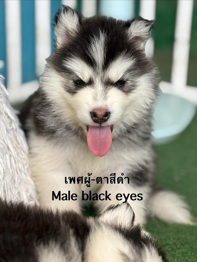 สุนัขไซบีเรียนฮัสกี้ รูปที่ 4