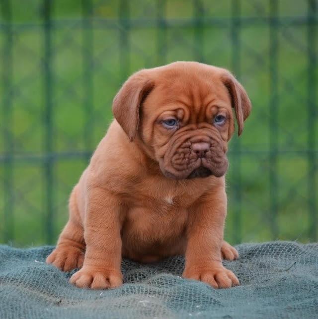 Dogue De Bordeaux Puppies  WhatsApp me : +66 63 826 3042 รูปที่ 3
