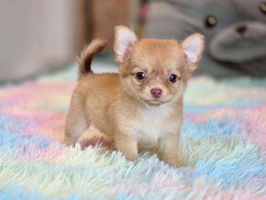 ชิวาวาแท้ขนยาว เพศเมีย รูปที่ 6