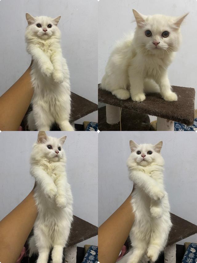 แมวเปอร์เซีย สีขาว กาญจนบุรี