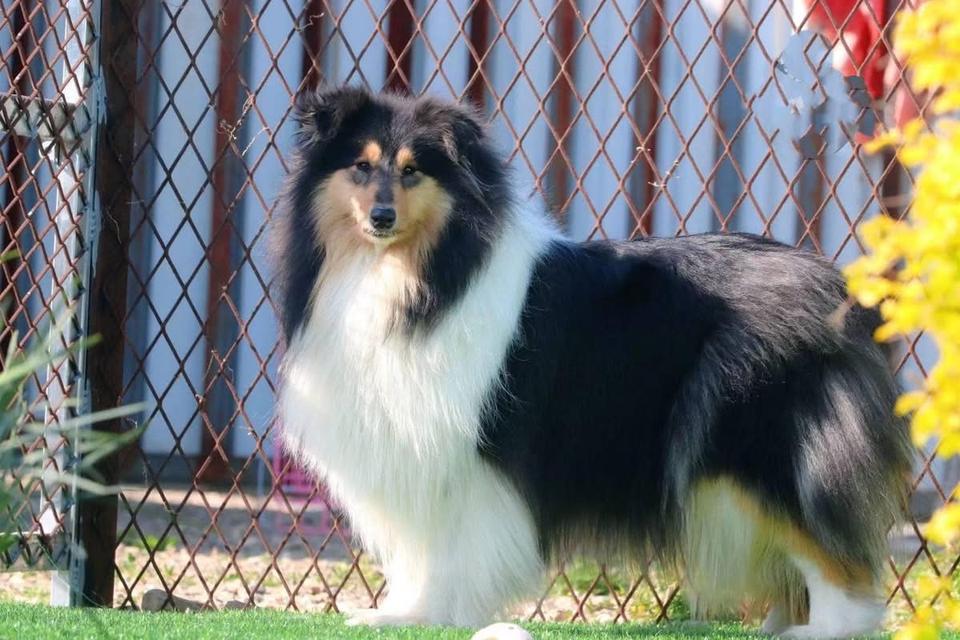 จำหน่ายน้อง Shetland Sheepdog 